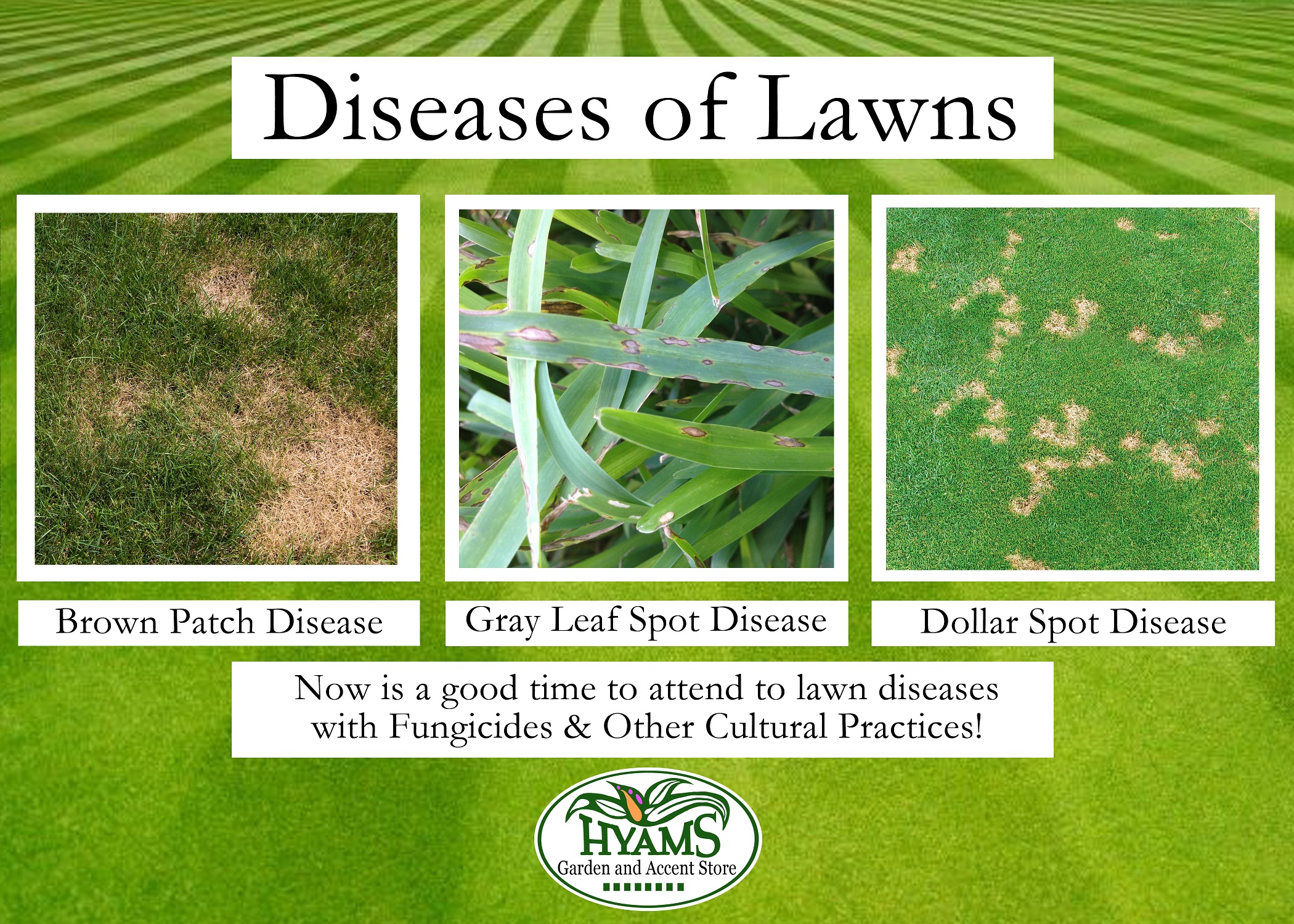 Diseases Of The Lawn