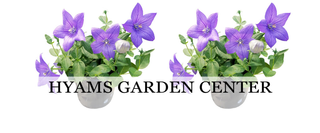Balloon Flower (Footer)