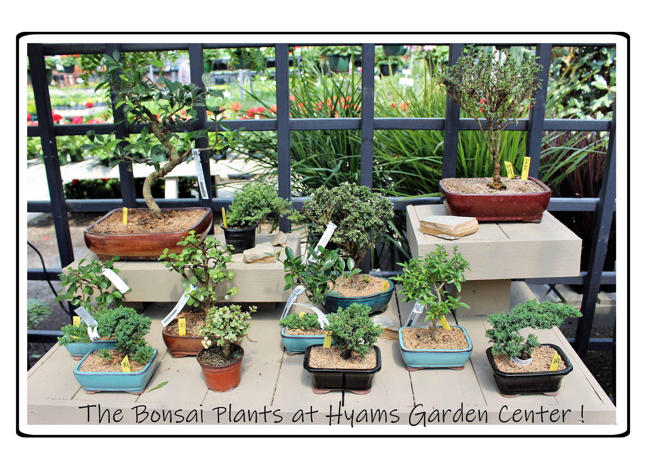 The Art of Bonsai: A Thousand Years Old and Still going Strong
