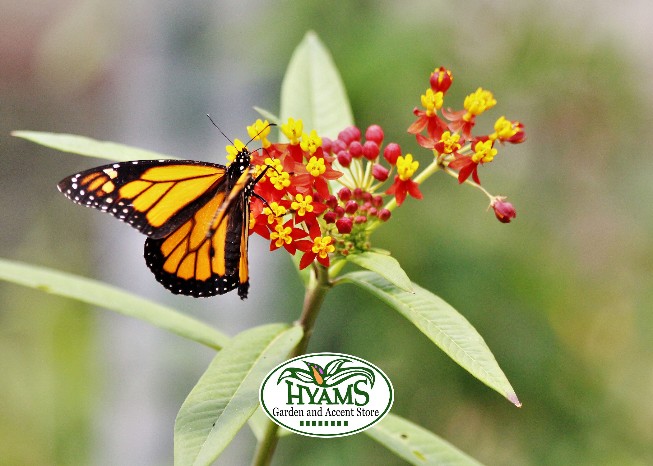 Butterfly Garden