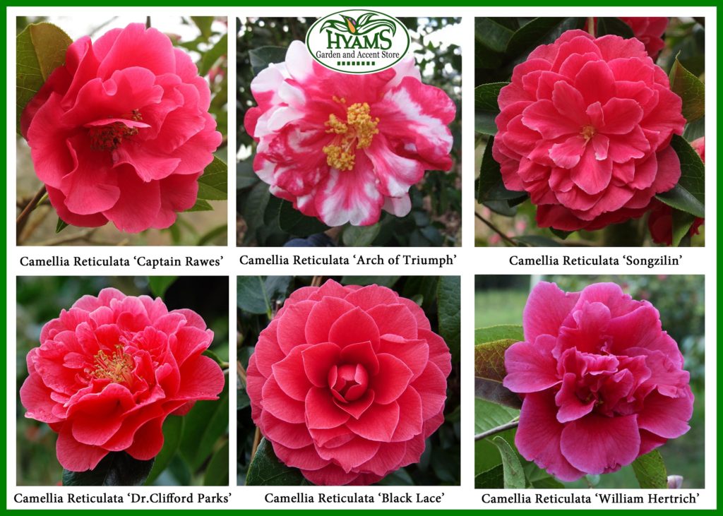 Camellias: A Celebration of Love, Affection and Admiration