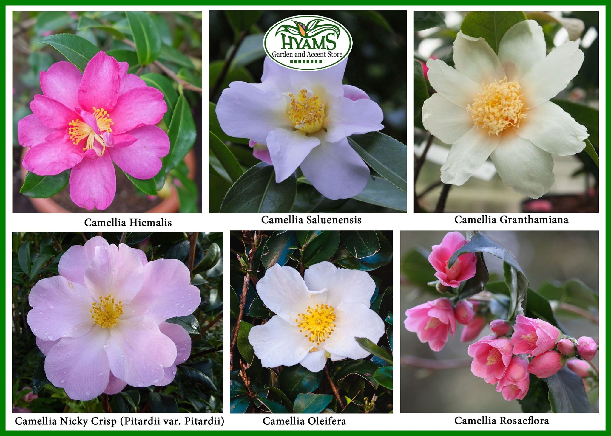 camellias-a-celebration-of-love-affection-and-admiration