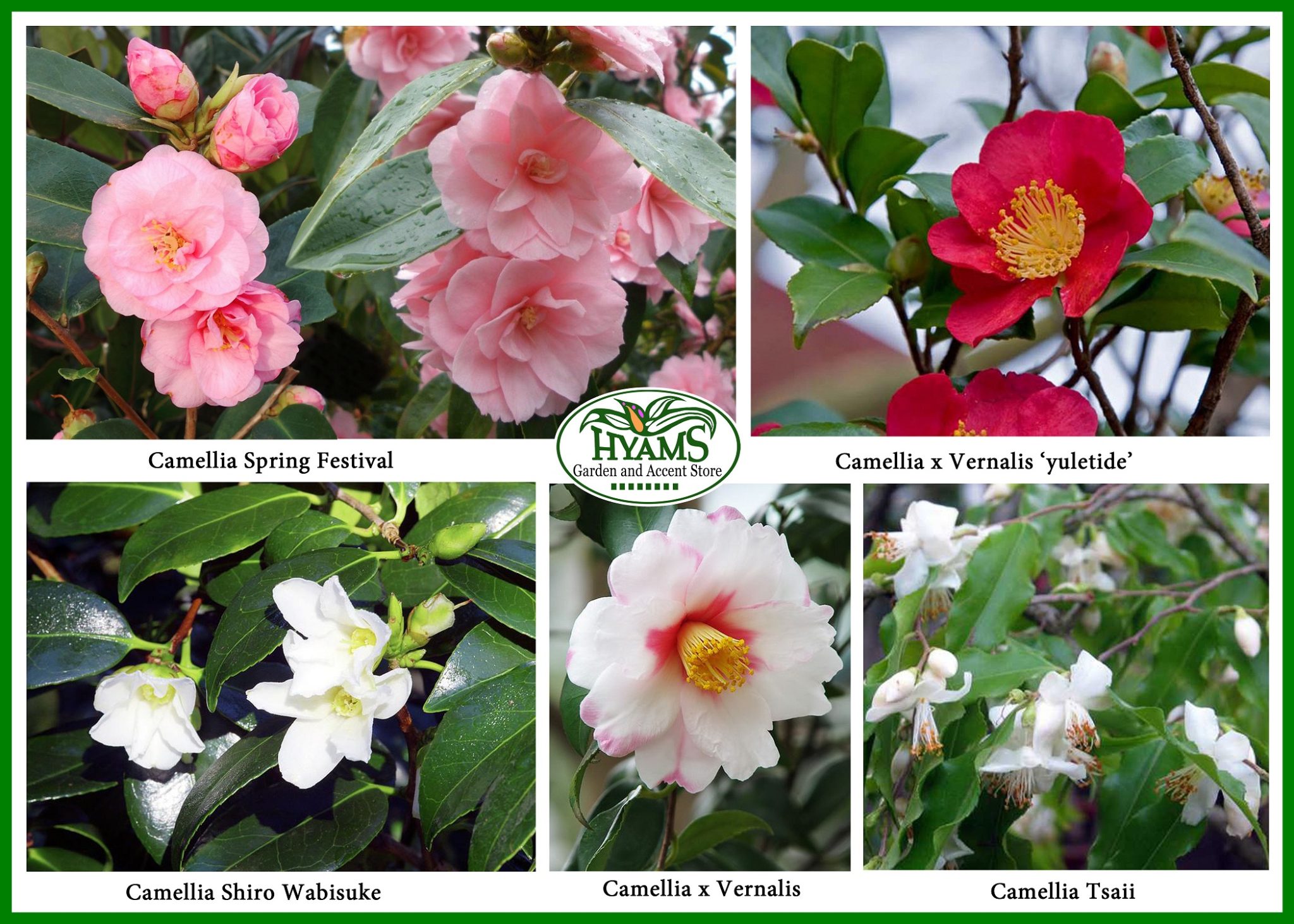 camellias-a-celebration-of-love-affection-and-admiration