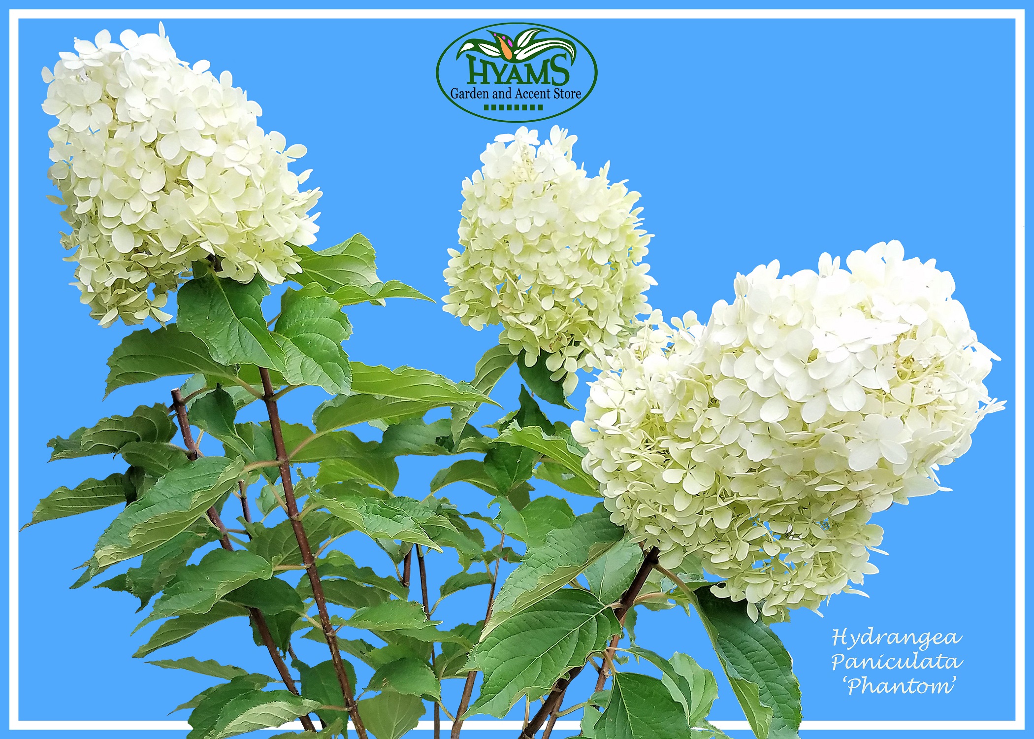 Hydrangea paniculata 'Phantom