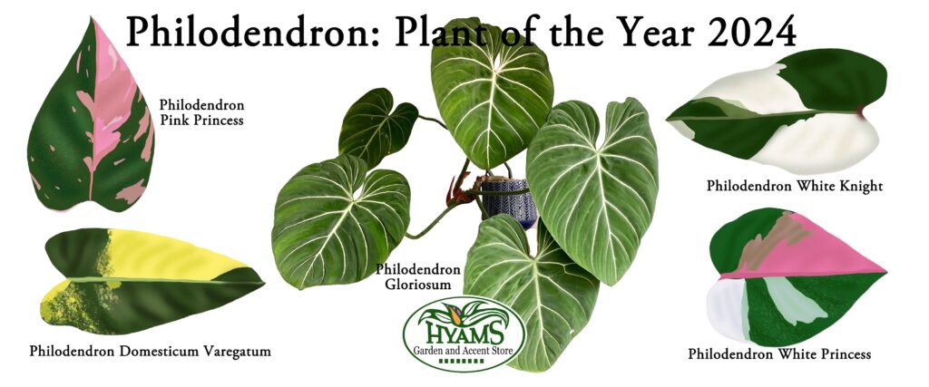 Philodendron Varieties (Header)