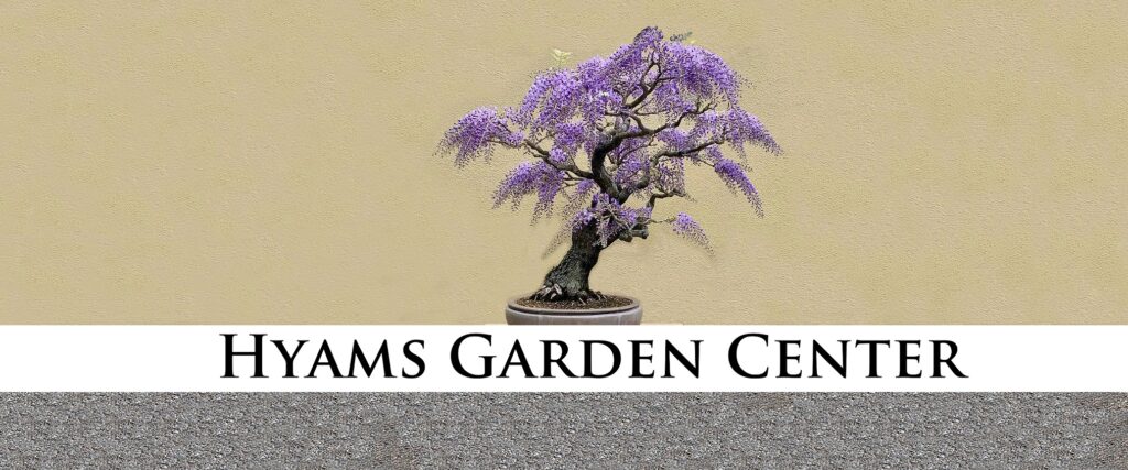 Bonsai Wisteria