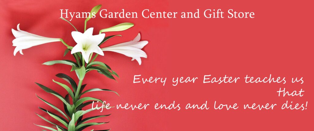 Easter Lily