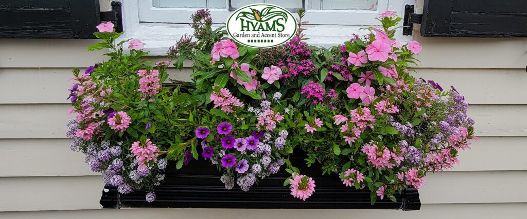 Window Box (May 2025)