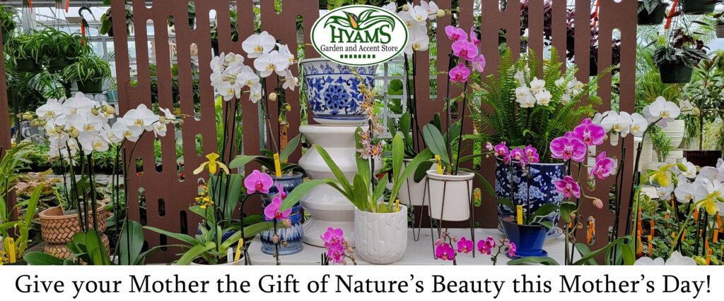 Window Box (Mother's Day 2)
