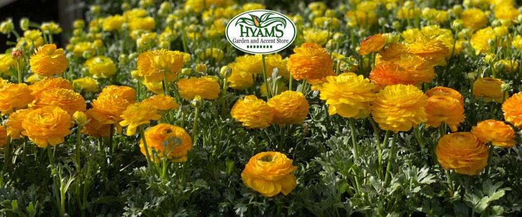 Ranunculus (2022 Footer)