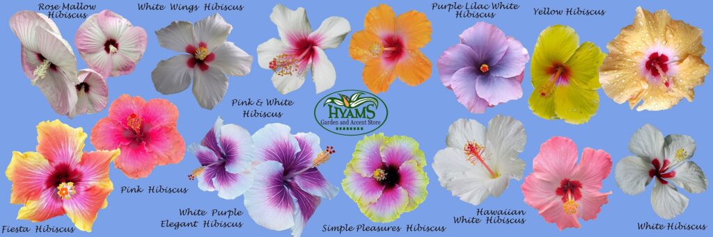 Hibiscus Header