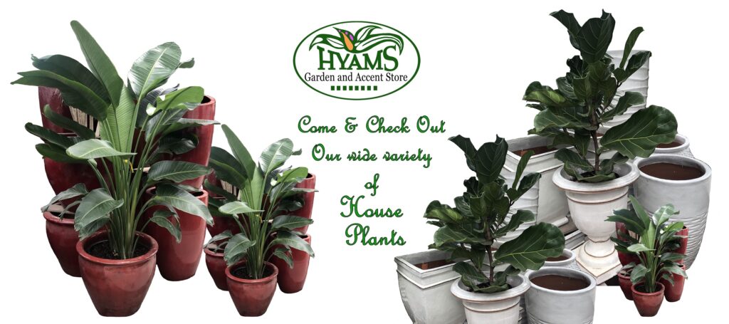 House Plants 2019