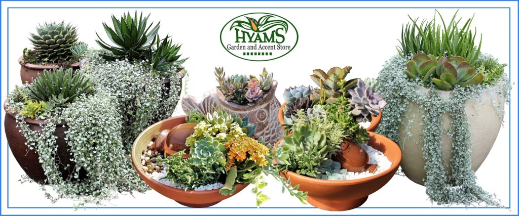 The Color of Summer (Succulents)