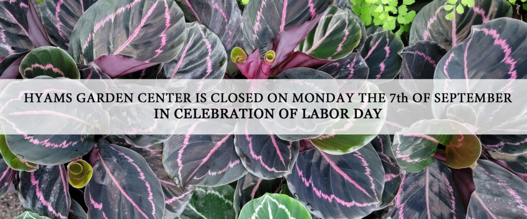 Labor Day (7 Sept 26)